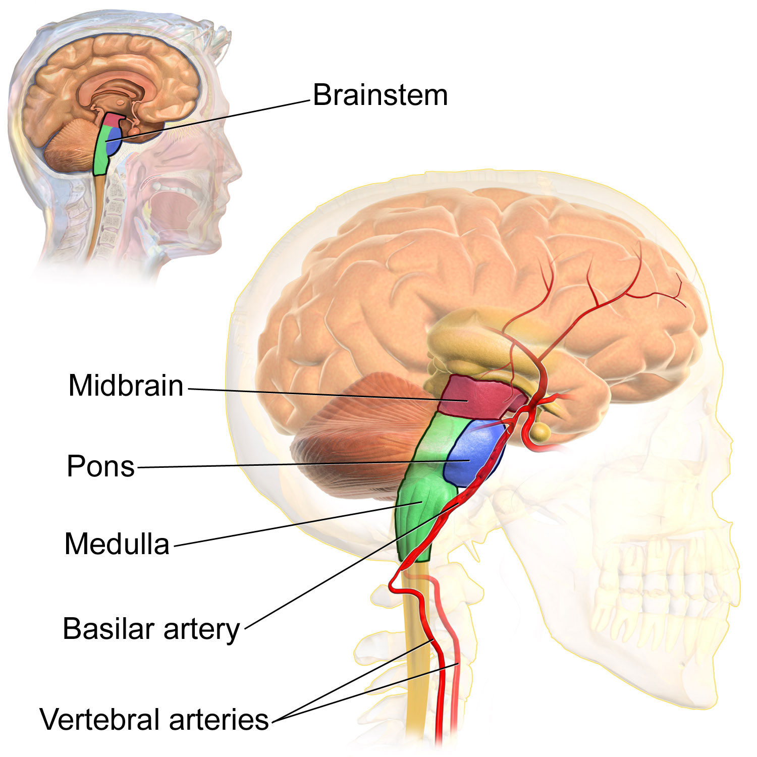 brain stem function and balance