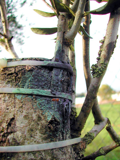 Grafting branches into an olive tree. Image via joyfullygrowingingrace.wordpress.com