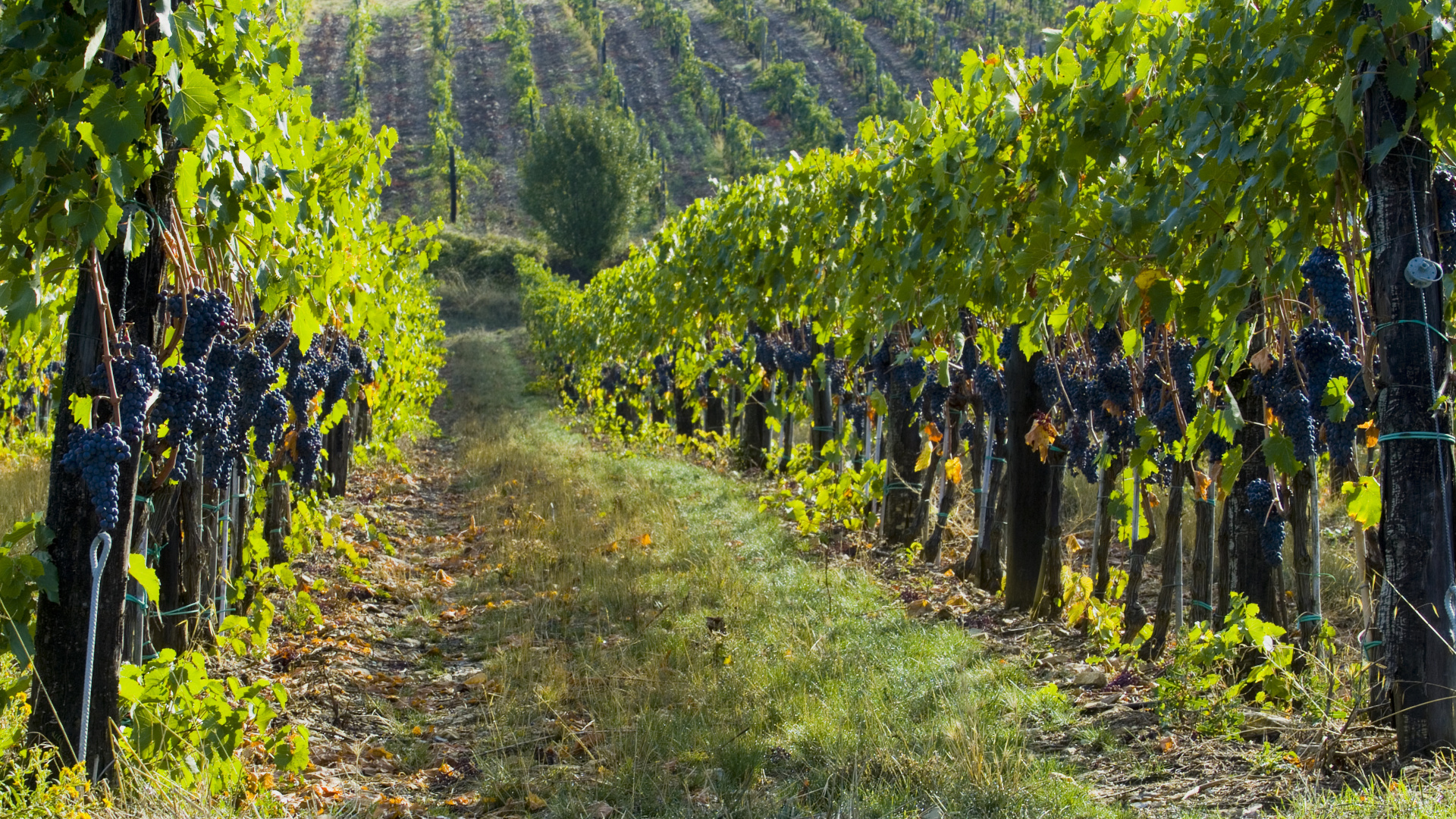 A grape vineyard. The parable of the laborers in the vineyard teaches lessons about the economy of the Kingdom of Heaven and the love of God for his children. Adobe Stock image.