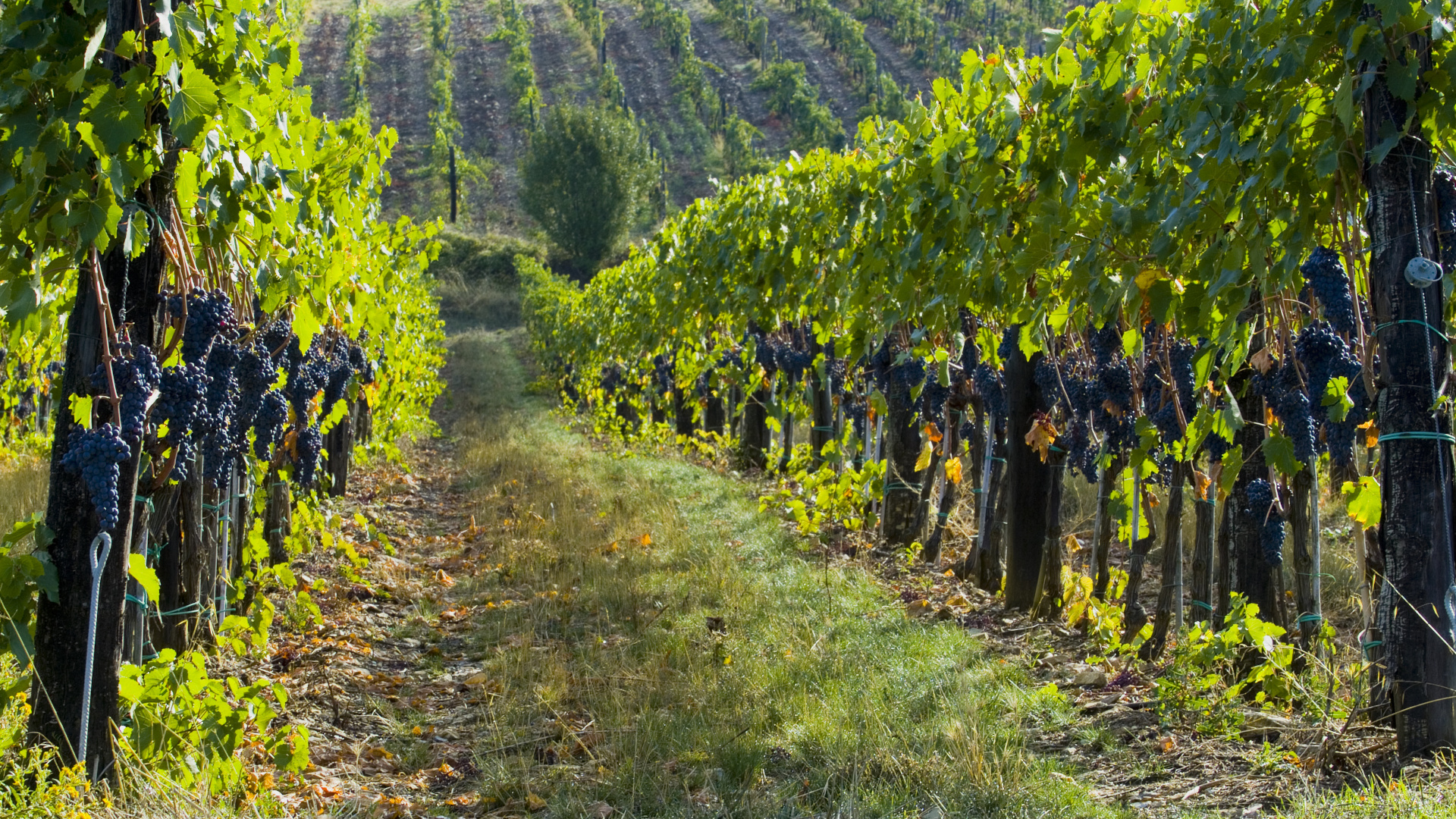 What Does the Parable of the Laborers in the Vineyard Teach about God’s