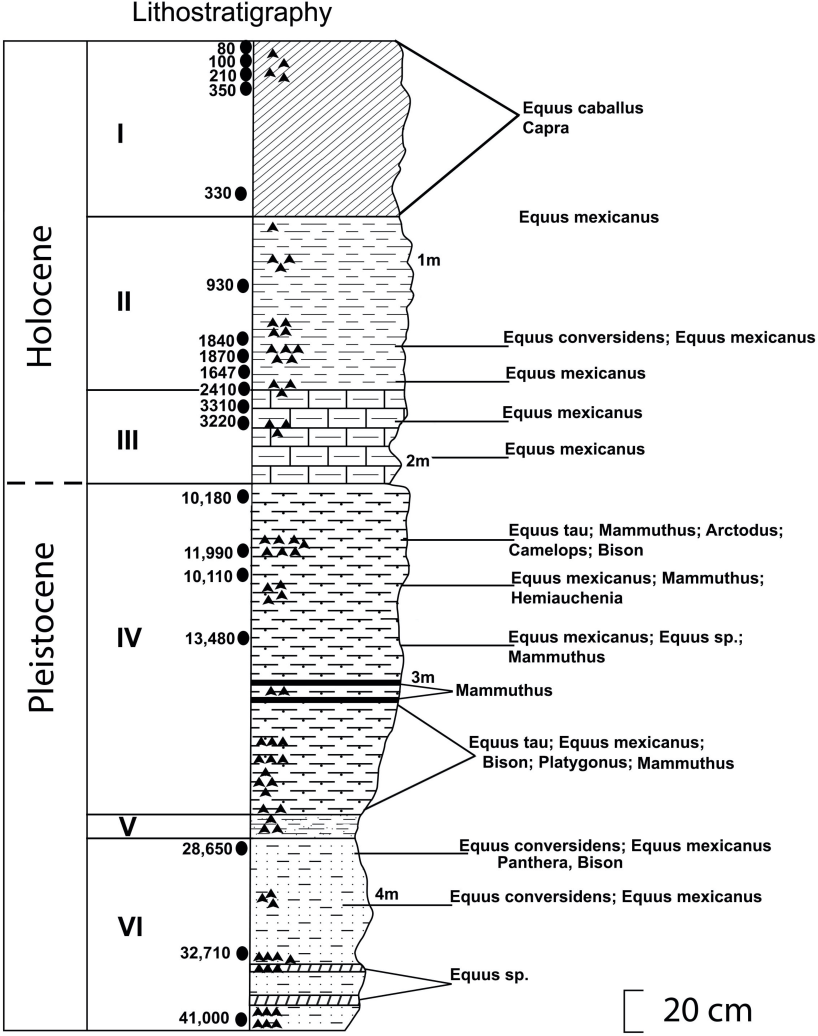 Fig. 3 in Miller et al. 2022, showing the stratigraphy and location of horse bones and radiocarbon dated material at Rancho Carabanchel