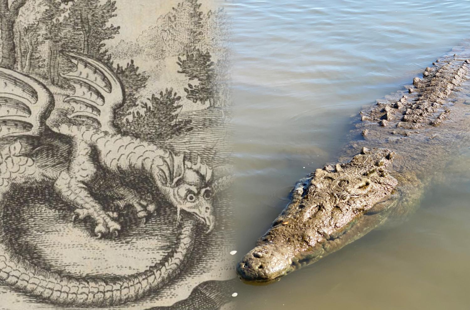 Left, an image of a dragon from an alchemical text titled “Musaeum hermeticum, reformatum et amplificatum” in The National Library of Israel. Right, a photo of an American crocodile in the Tárcoles River in Costa Rica by Bernard Gagnon.