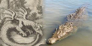 Left, an image of a dragon from an alchemical text titled “Musaeum hermeticum, reformatum et amplificatum” in The National Library of Israel. Right, a photo of an American crocodile in the Tárcoles River in Costa Rica by Bernard Gagnon.