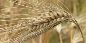 Stalk of Barley via Wikimedia commons.