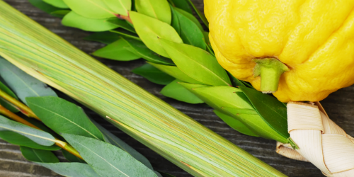 The Four Species used in the festivities of Sukkot