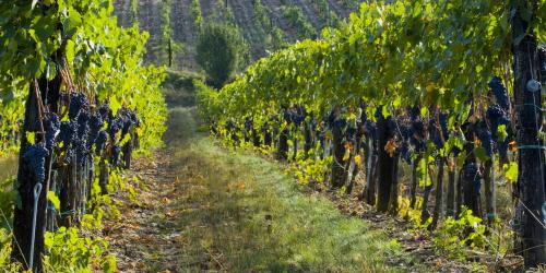 A grape vineyard. The parable of the laborers in the vineyard teaches lessons about the economy of the Kingdom of Heaven and the love of God for his children. Adobe Stock image.
